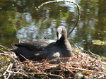SX06225 Coot resting on nest.jpg
